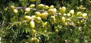 بحث علمي عن الزيتون