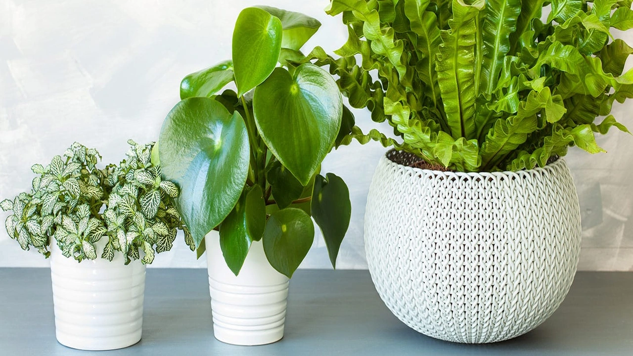 صورة بحث علمي عن نباتات الظل