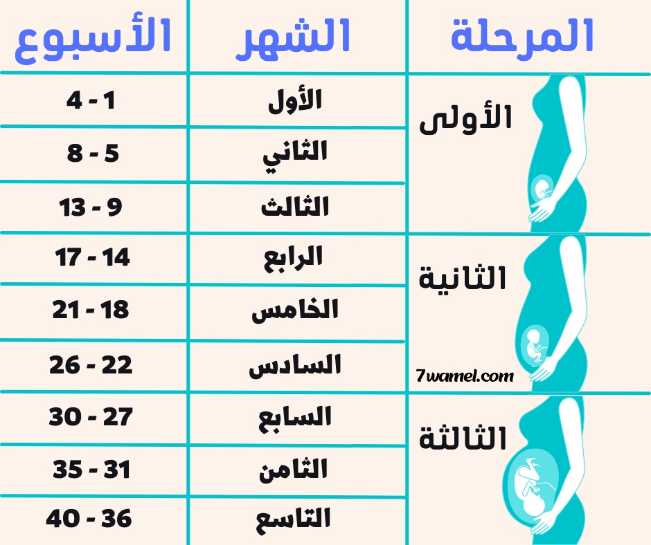 برنامج حساب الحمل بالاسابيع بالعربي