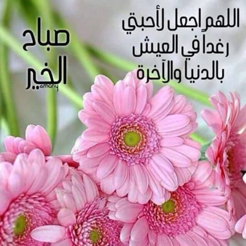 بطاقات صباح الخير