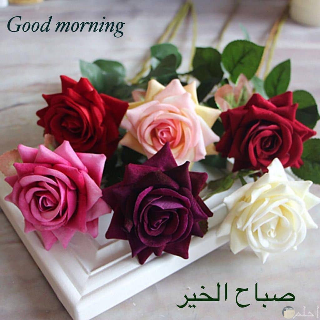 بوستات صباح الخير بالورد