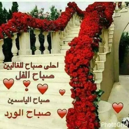بوستات صباح الخير بالورد