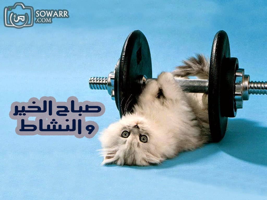 بوستات صباح الخير مضحكة