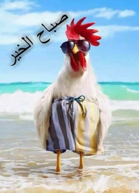 بوستات صباح الخير مضحكة