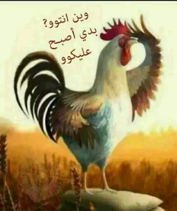 بوستات صباح الخير مضحكة