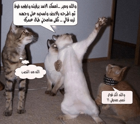 بوستات مضحكة للقطط