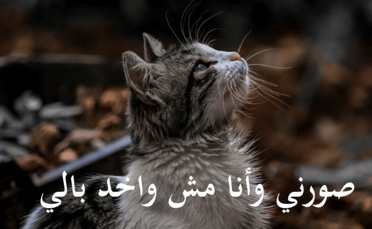 بوستات مضحكة للقطط