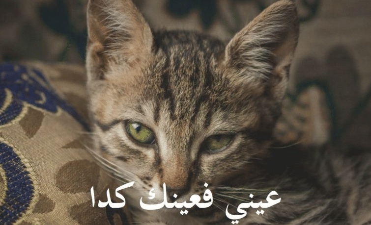 بوستات مضحكة للقطط