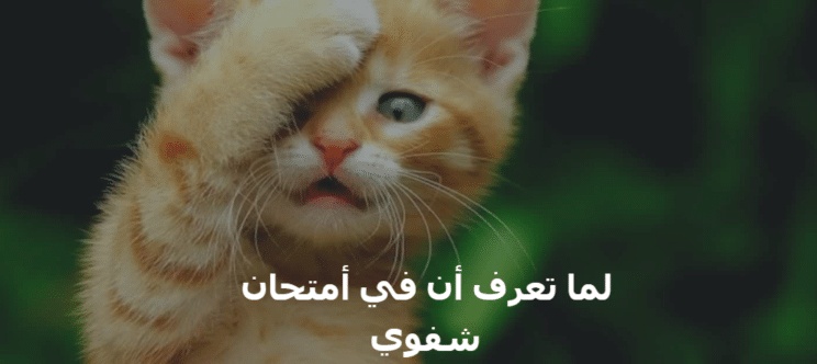 بوستات مضحكة للقطط