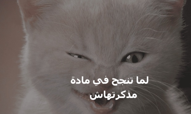 بوستات مضحكة للقطط