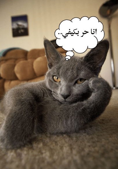 بوستات مضحكة للقطط