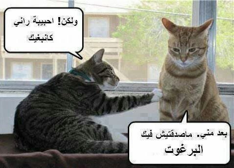 بوستات مضحكة للقطط