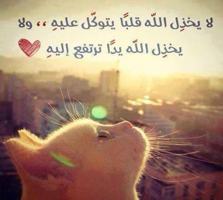 بوستات مضحكة للقطط