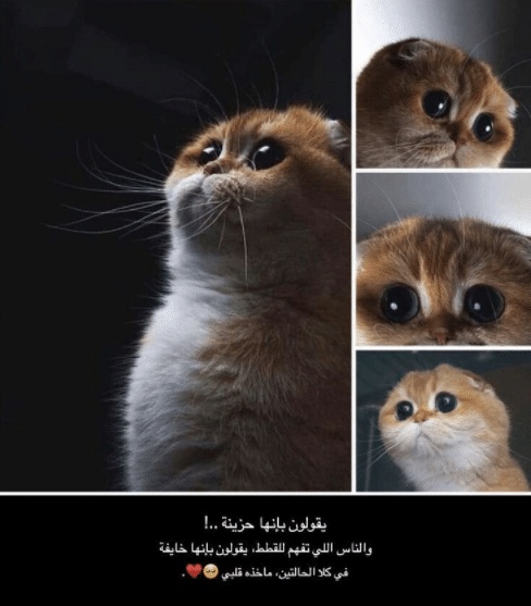 بوستات مضحكة للقطط