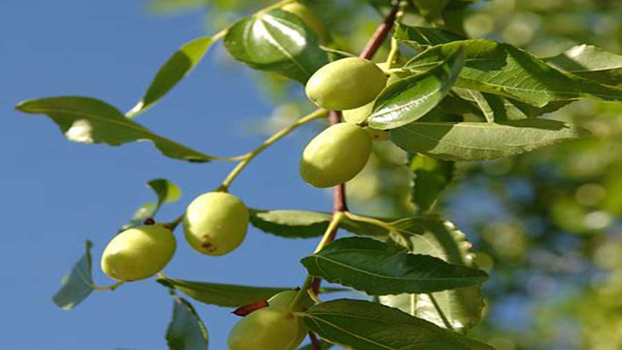 صورة تجاربكم مع السدر للبشره