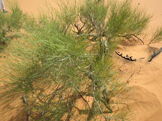 تجاربكم مع غسول الارطا
