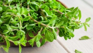 تجربتي مع البردقوش للشعر