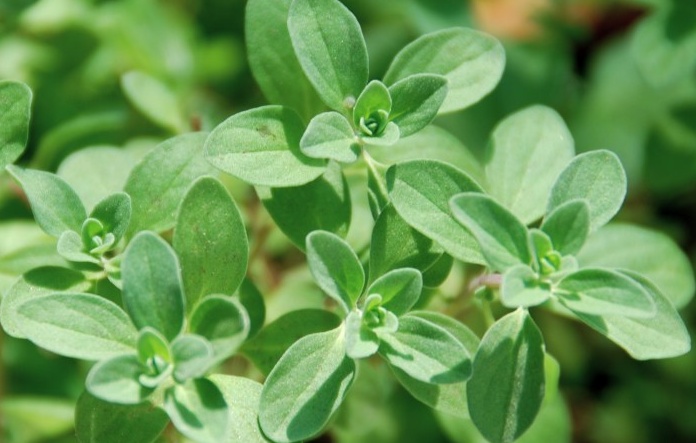 تجربتي مع البردقوش للشعر