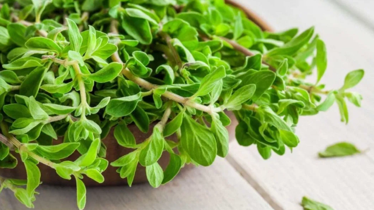 صورة تجربتي مع البردقوش للشعر