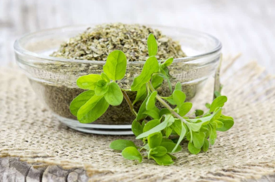 تجربتي مع البردقوش