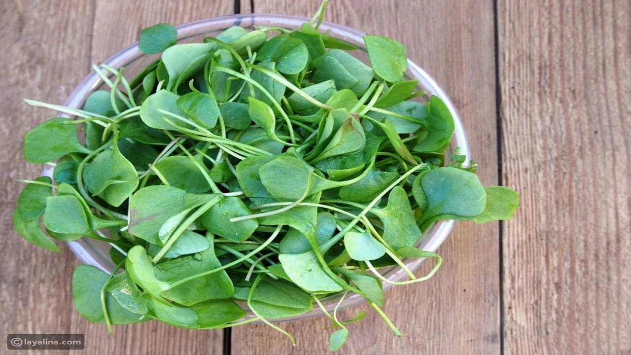 صورة تجربتي مع الجرجير لانبات الشعر