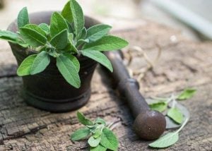 تجربتي مع الميرمية