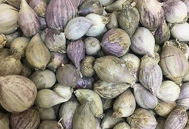 تجربتي مع ثوم الذكر