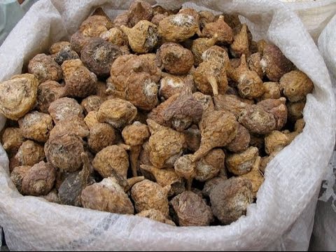 تجربتي مع جذور الماكا