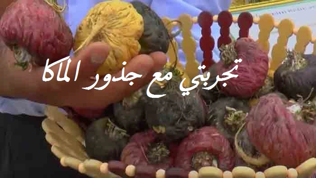 صورة تجربتي مع جذور الماكا