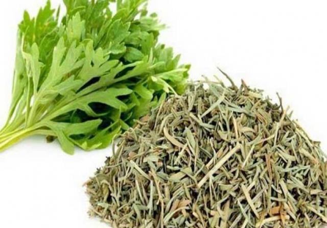 تجربتي مع شرب الشيح