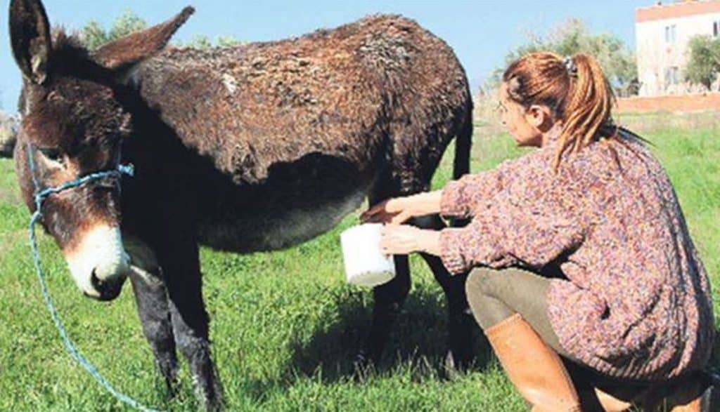 تجربتي مع صابونة حليب الحمار