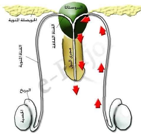 تجربتي مع ضمور الخصية