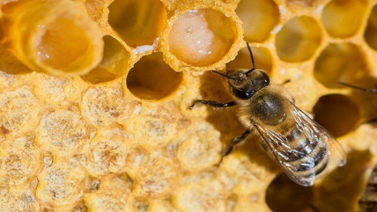 صورة تجربتي مع غذاء ملكات النحل للحمل