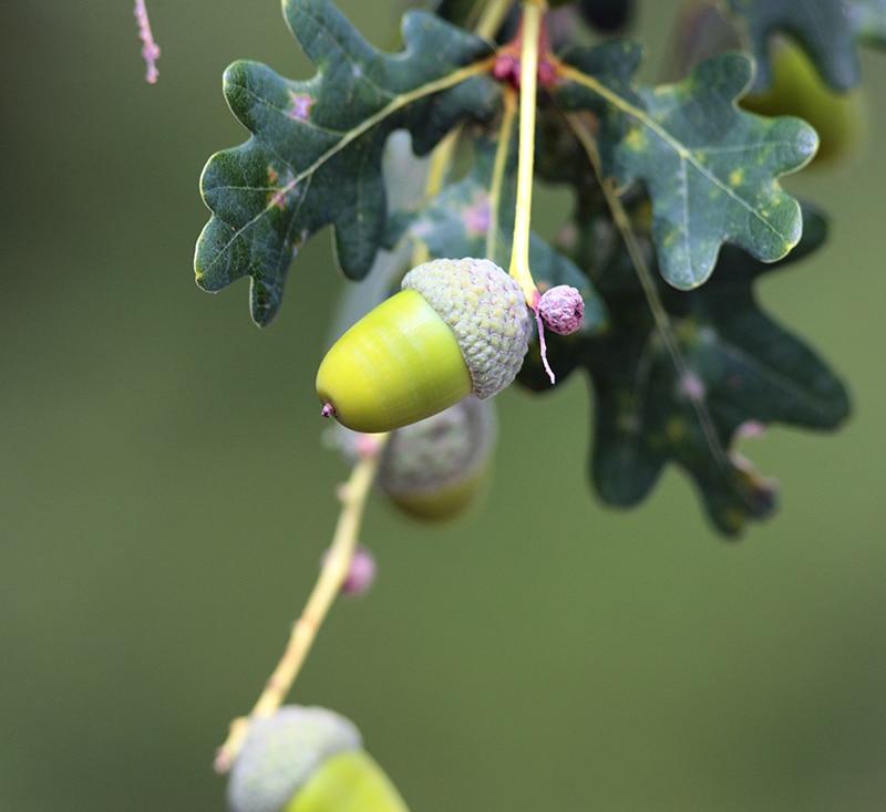 تجربتي مع قشر البلوط