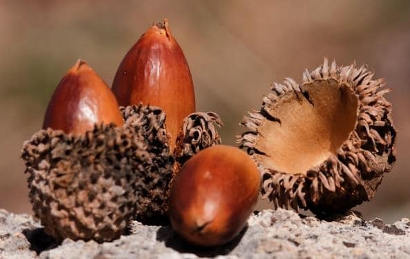 تجربتي مع قشر البلوط