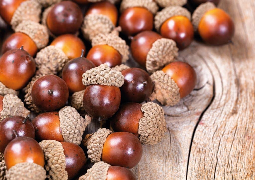 تجربتي مع قشر البلوط