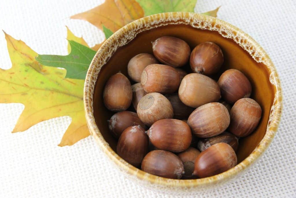 تجربتي مع قشر البلوط