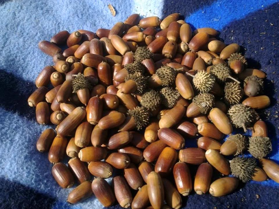 تجربتي مع قشر البلوط