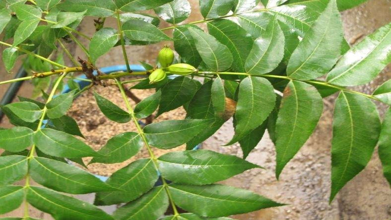 صورة تجربتي مع ورق السدر للسحر