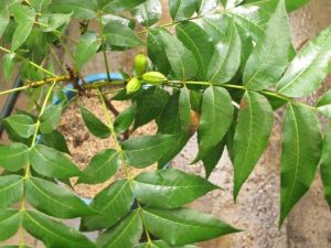 تجربتي مع ورق السدر للسحر