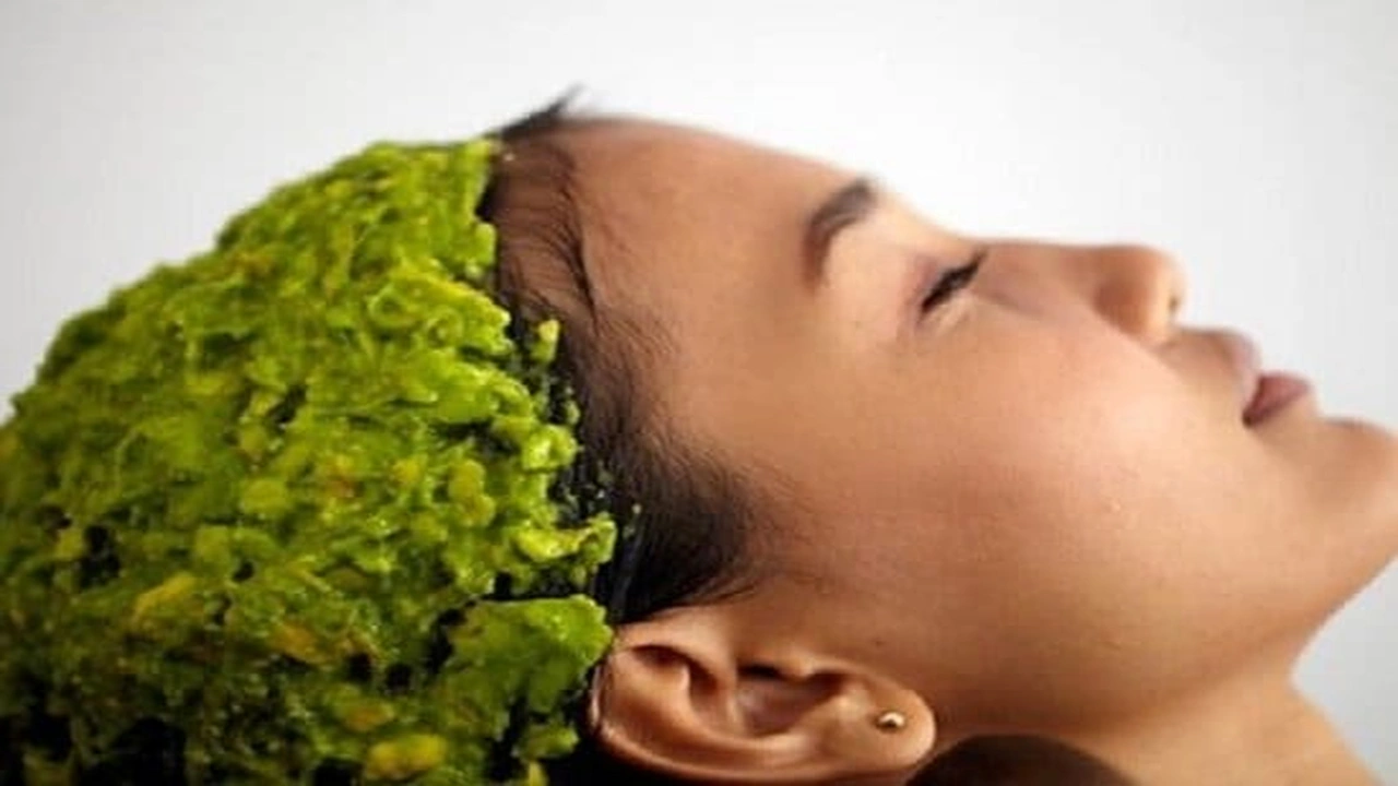 صورة تجربتي مع ورق الغار للشعر