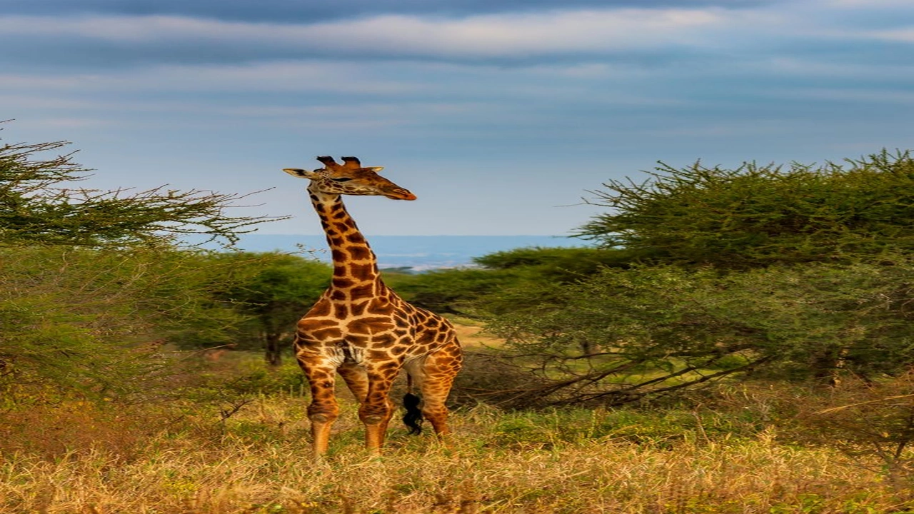 صورة تعبير عن الزرافة بالانجليزي