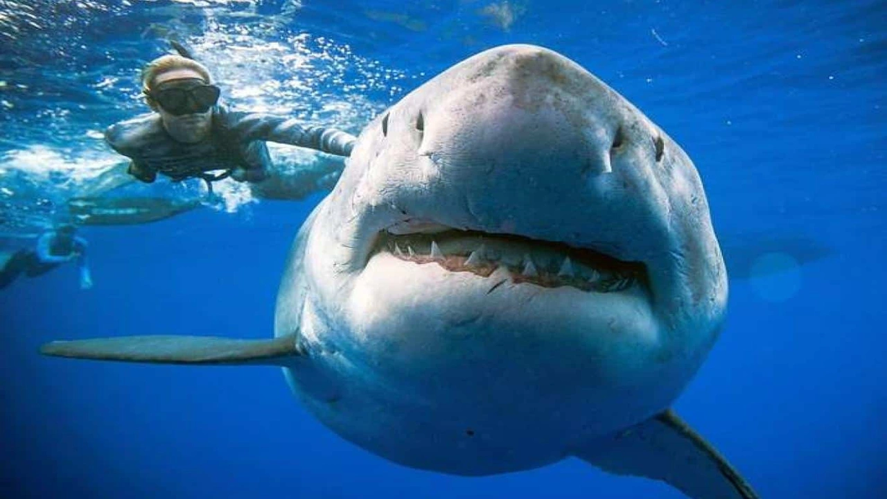 صورة تعبير عن سمك القرش