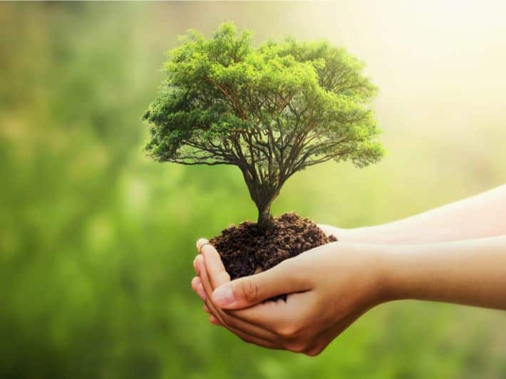 تعبير عن غرس الأشجار