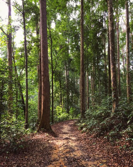 تعريف الغابة