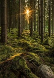 تعريف الغابة