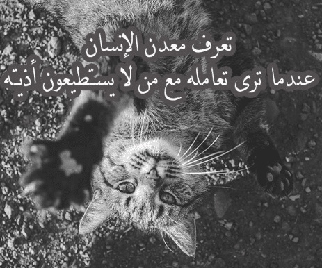تغريدات عن الرفق