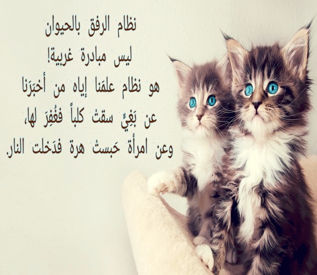 تغريدات عن الرفق
