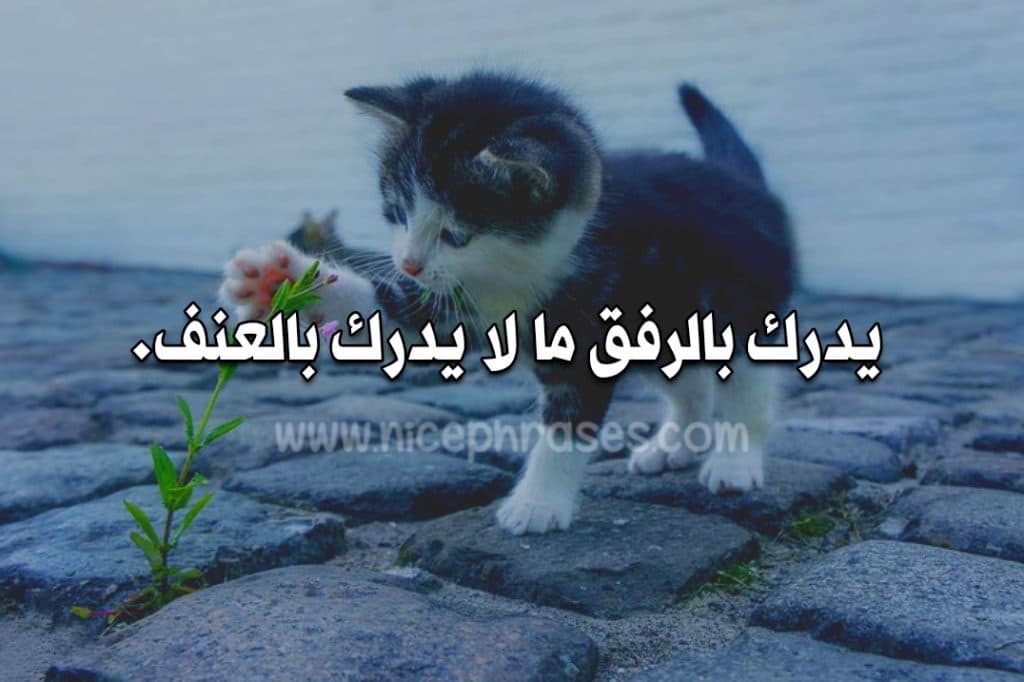 تغريدات عن الرفق