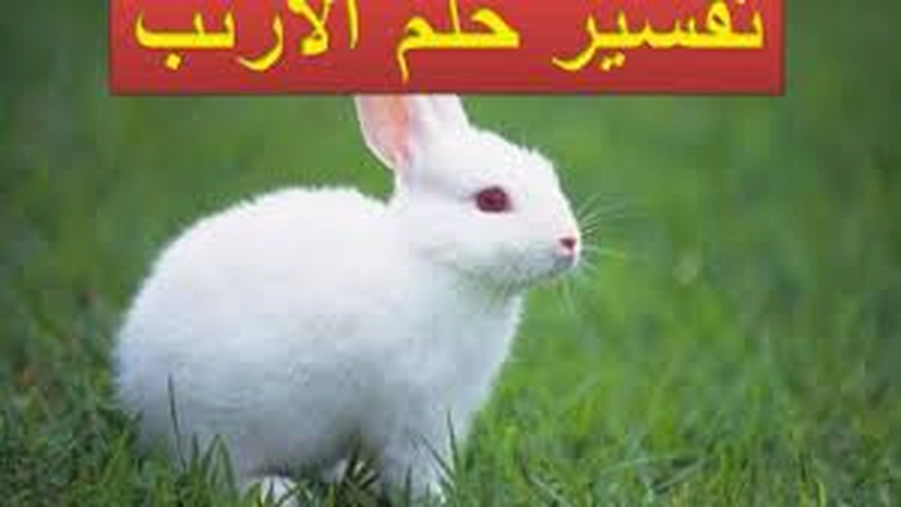 صورة تفسير حلم الأرنب في المنام